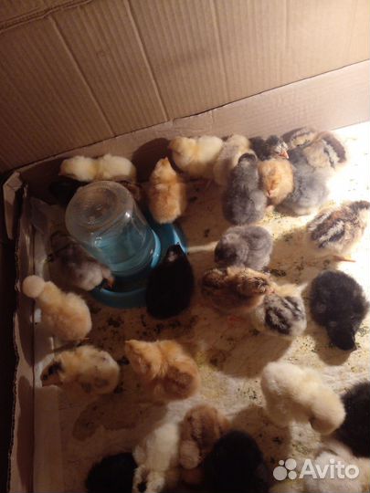 Цыплята суточные