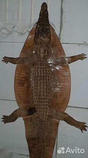 Шкура крокодила