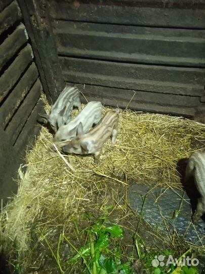 Венгерская мангалица