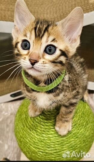 Котята бенгальские