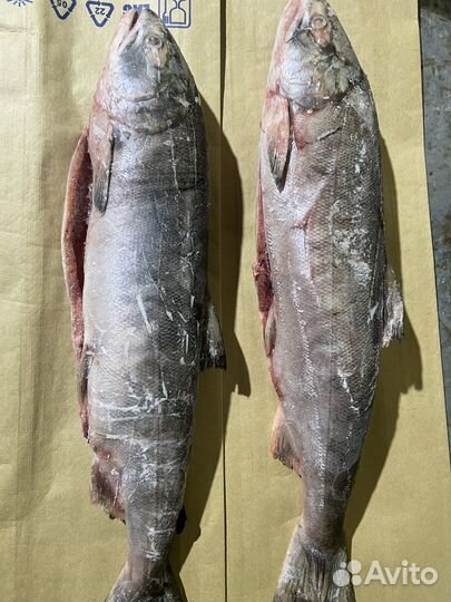 Рыба кета псг 2023