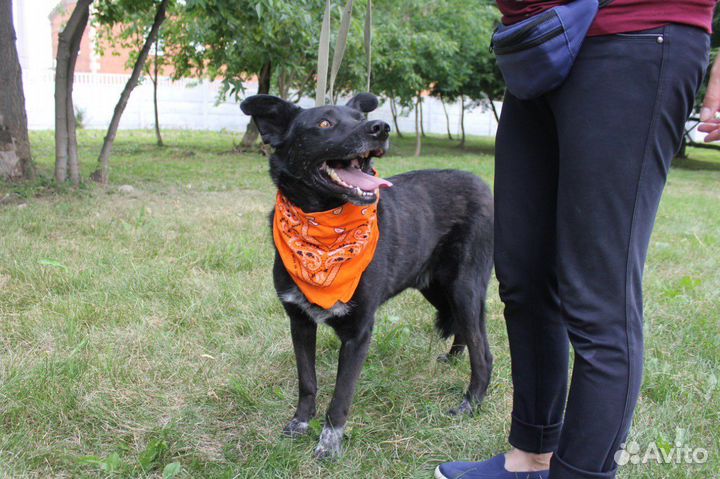 Серьезный и милый песик ждет своих родителей