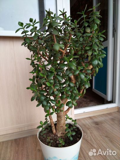 Денежное дерево толстянка