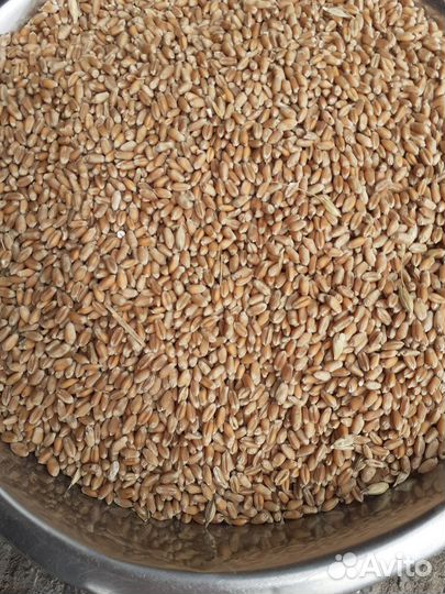 Зерно пшеница