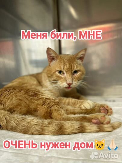 Бесплатно
