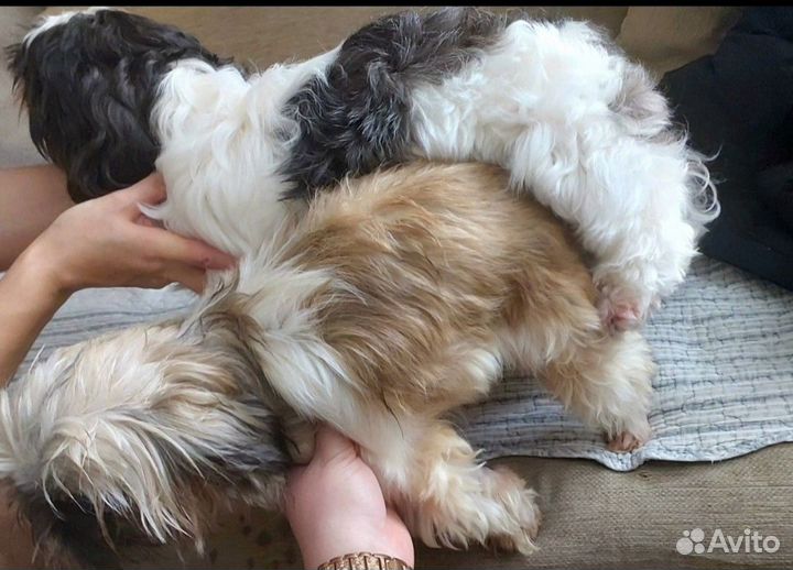 Ши-тцу вязка