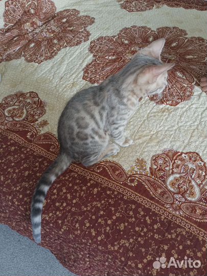 Бенгальские котята