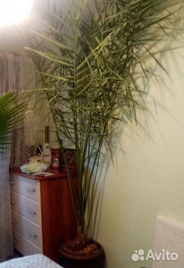 Пальма финиковая