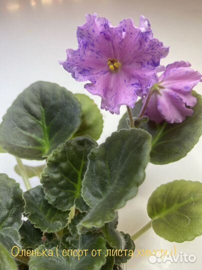 Фиалки. Милые наборчики деток