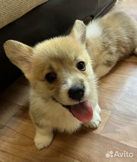 Щенки корги