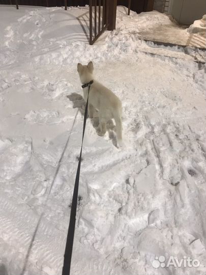 Собака в добрые руки щенок помесь хаски