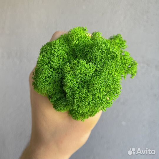 Стабилизированный мох, Зелёное Яблоко