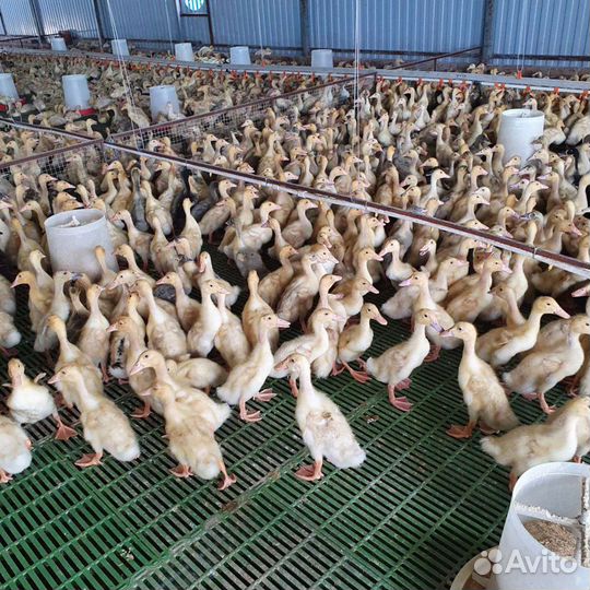 Утята цыплята гусята муларды индюшата бройлеры