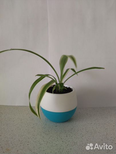 Хлорофитум