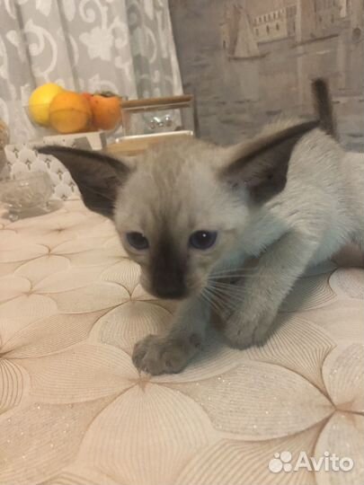 Ориентальные котята