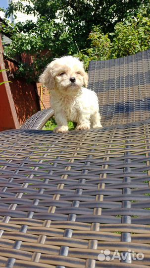 Малыши Мальтипу