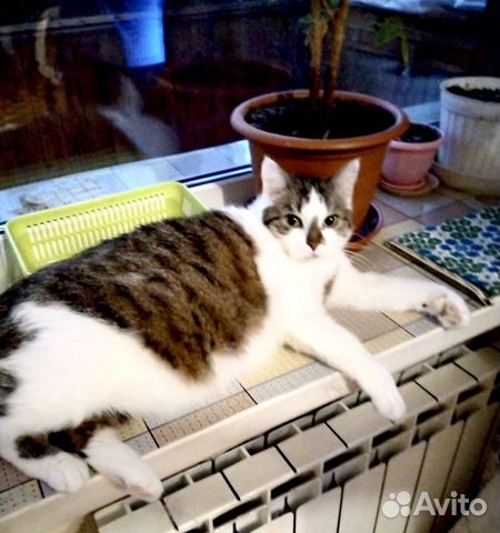 Кошка в дар