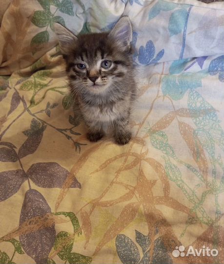 Котики бесплатно в добрые руки