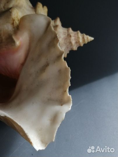 Ракушка морская большая