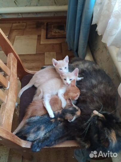 Домашние животные котята рыжии