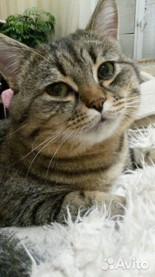 Котик Еська в ответственные руки