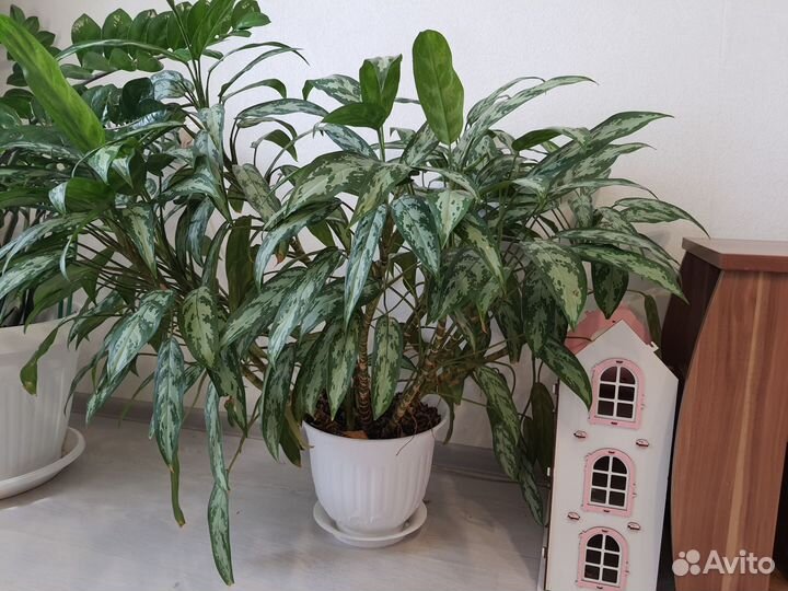 Растение Аглаонема