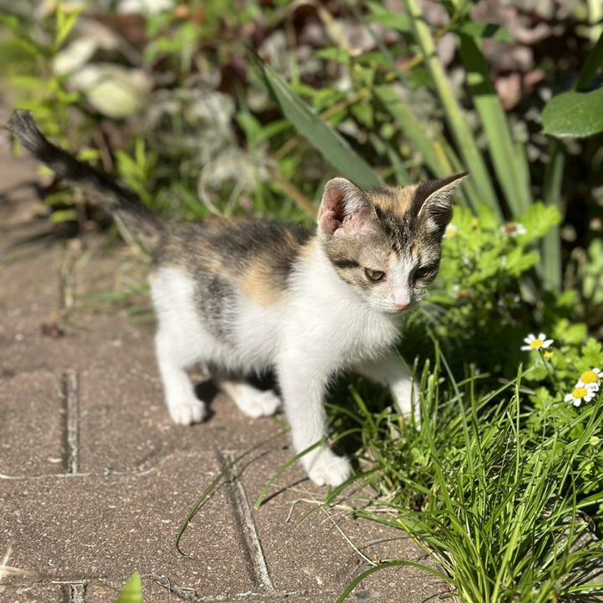 Котенок трехцветная девочка в добрые руки