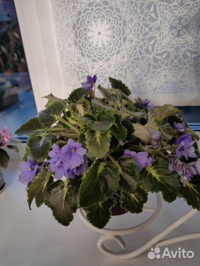 Комнатные цветы