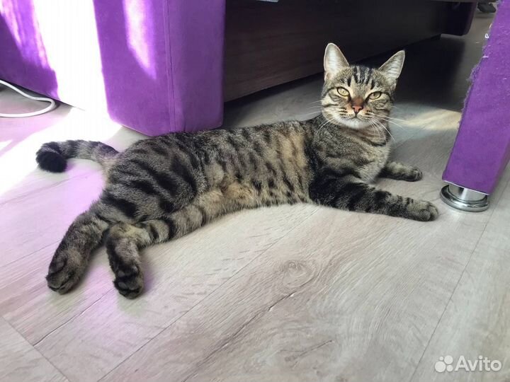 Ищем дом для прекрасного нежного котика