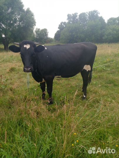 Телка стельная