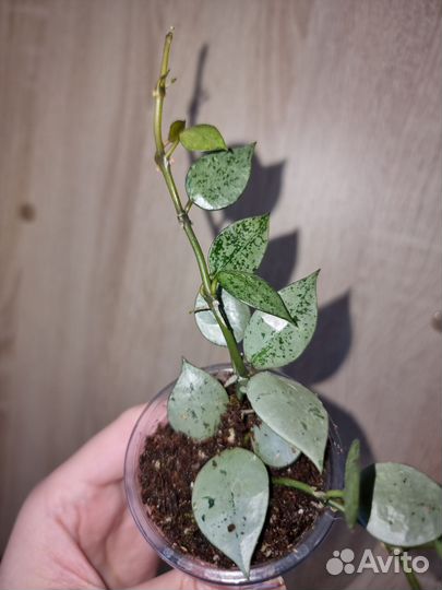 Хойя лакуноза эскимо