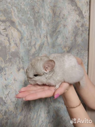Шиншилла