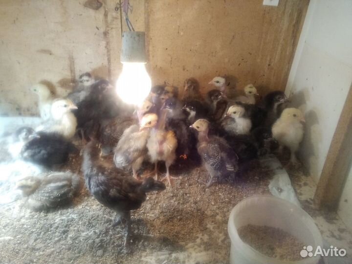 Цыплята кур несушек