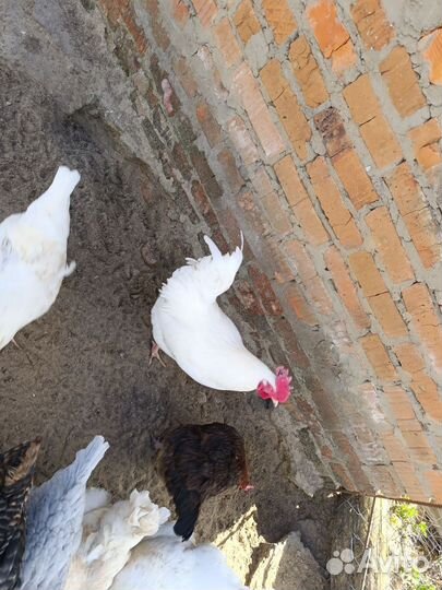 Домашние животные