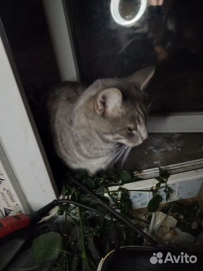 Кот