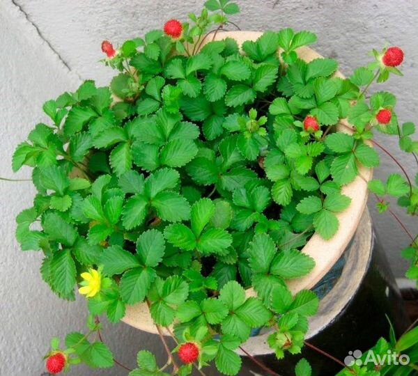 Дюшенея индийская, семена