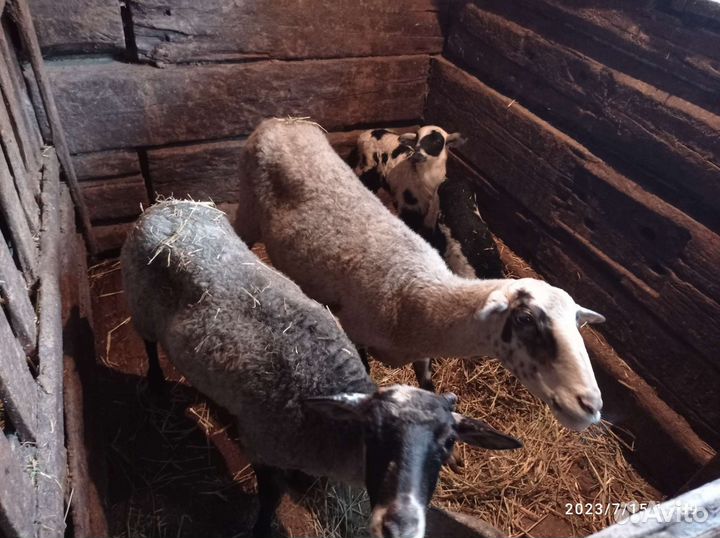 Овцы с ягнятами