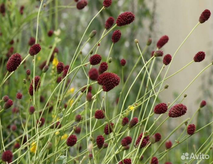 Синеголовник, дюшенея и другие многолетники