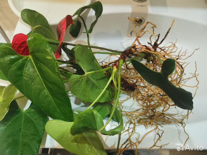 Антуриум взрослое растение