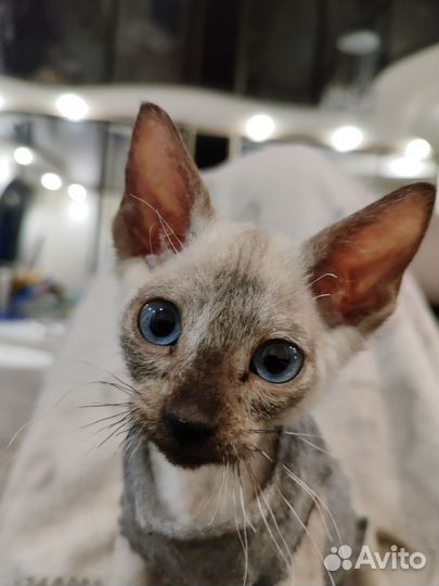 Сфинкс браш