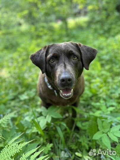 Лабрадор в добрые руки