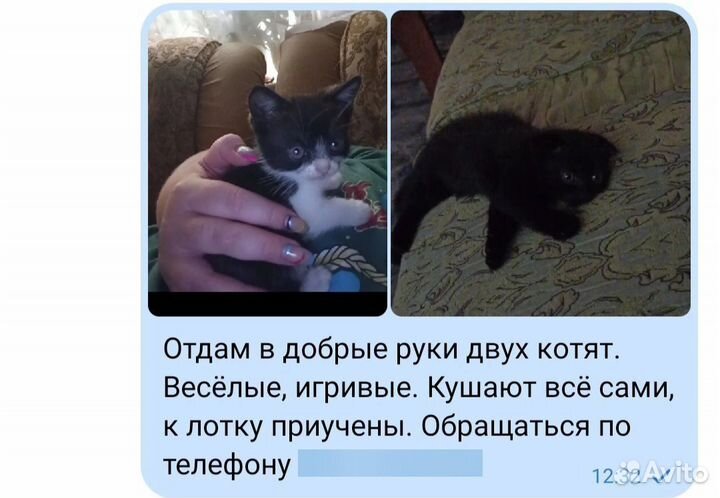 Шотландская вислоухая кошка бесплатно