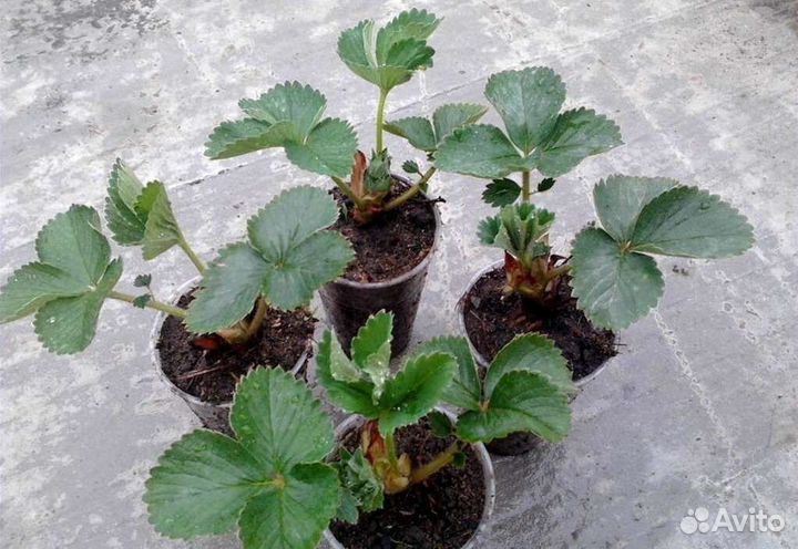 Земляника рассада, после 15.06ягоды.Лесная ягоды