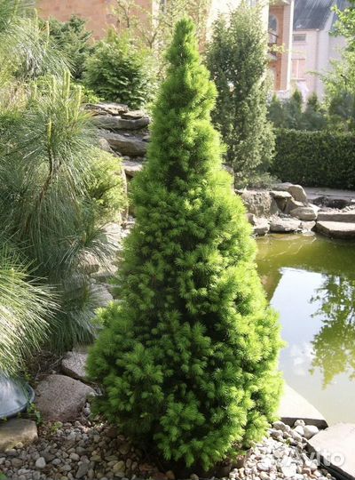 Ели Коника, Глаука Глобоза, Соня и др