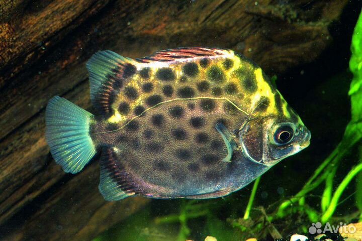 Нож, аргус, боция