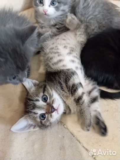 Милые котята