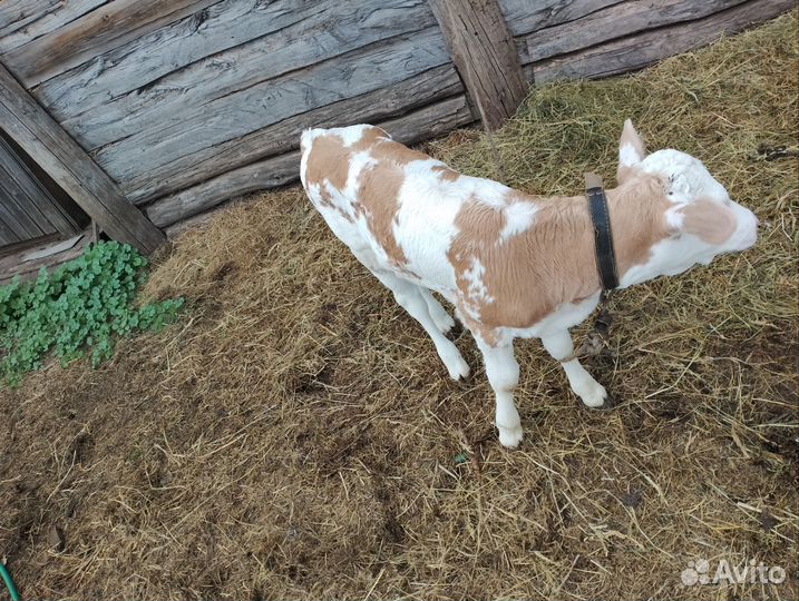 Телëнок-тëлочка