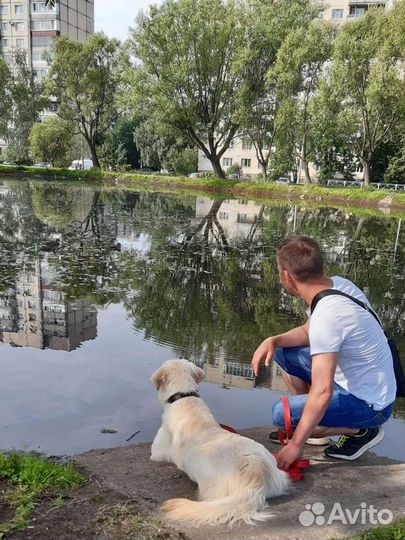 Кинолог, дрессировка собак. Весь Спб