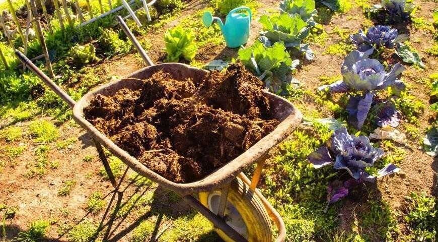 Совмещение свиного навоза с другими удобрениями