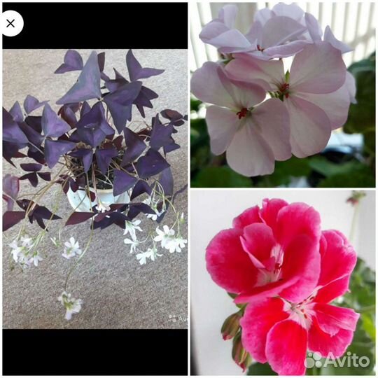 Цветы комнатные